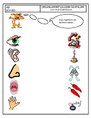 okul öncesi çocuklar için duyu organları